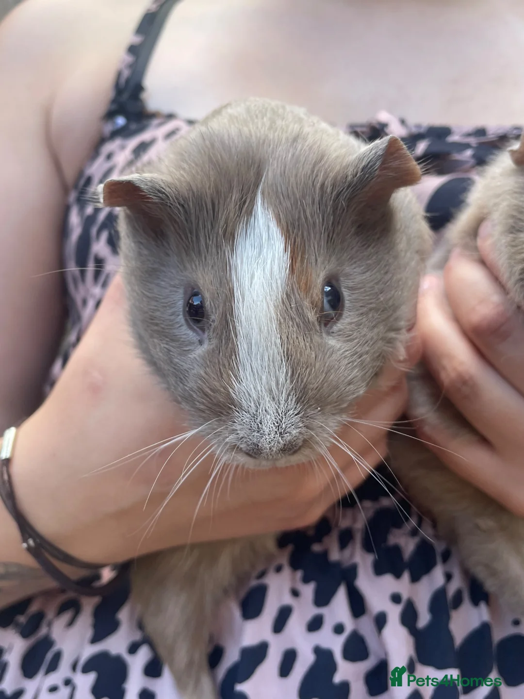 Guinea Pig rodents for sale: Guinea pigs ready now  - Advert 3