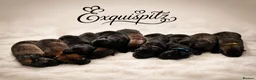 Eurasier dogs for sale: EXQUISPITZ Lovingly home reared Euraiser Puppies  - Advert 16