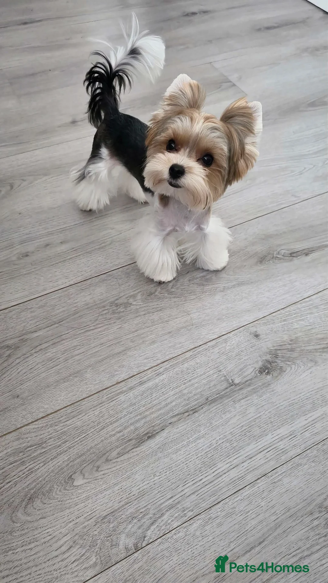 Yorkshire Terrier dogs for sale: Tiny Biewer terrier puppy - Advert 1