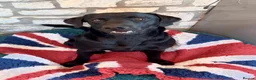 Labrador Retriever dogs for sale: Absolutely stunning Labrador puppies for sale - Advert 3