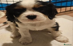 Cavalier King Charles Spaniel dogs for sale: 4 gorgeous puppies - Image 10