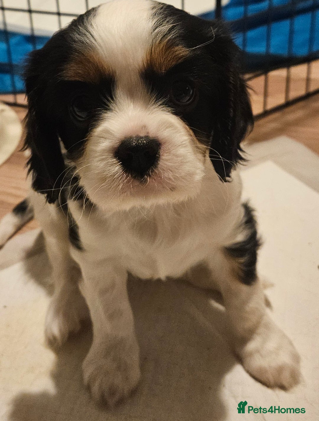 Cavalier King Charles Spaniel dogs for sale: 4 gorgeous puppies - Image 10