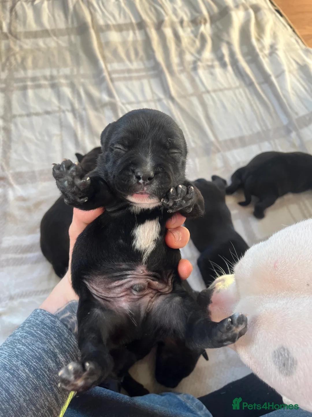 Staffordshire Bull Terrier dogs for sale: Champion bloodline 🏆 kc registered staffy pups  - Advert 2