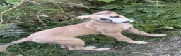 Mixed Breed dogs for sale: Lurcher bitch - Advert 1