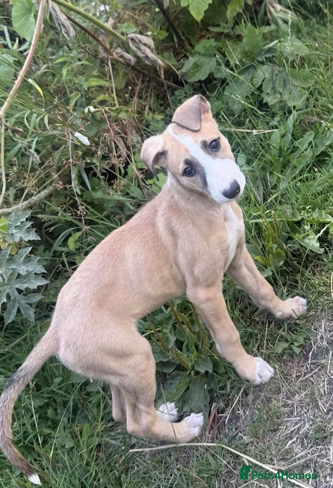 Mixed Breed dogs for sale: Lurcher bitch - Advert 1
