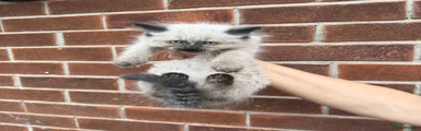 Ragdoll 2