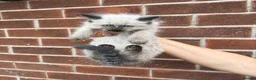 Ragdoll cats for sale: Ragdoll Kittens  - Advert 5