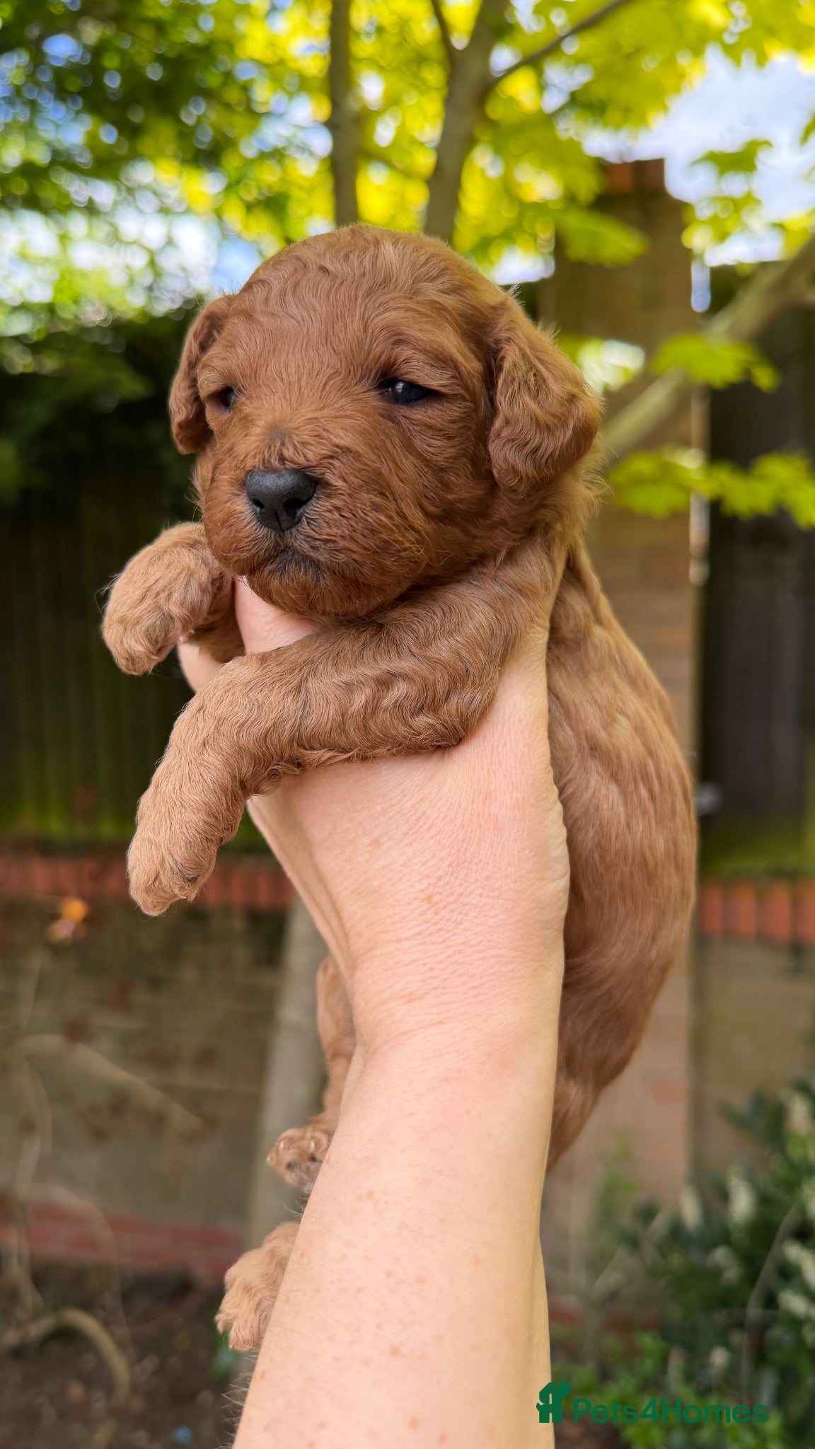 Cavapoo dogs The most beautiful Cavapoos - Advert 15
