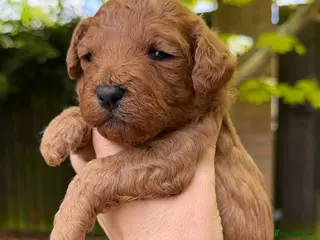 Cavapoo dogs The most beautiful Cavapoos - Advert 15