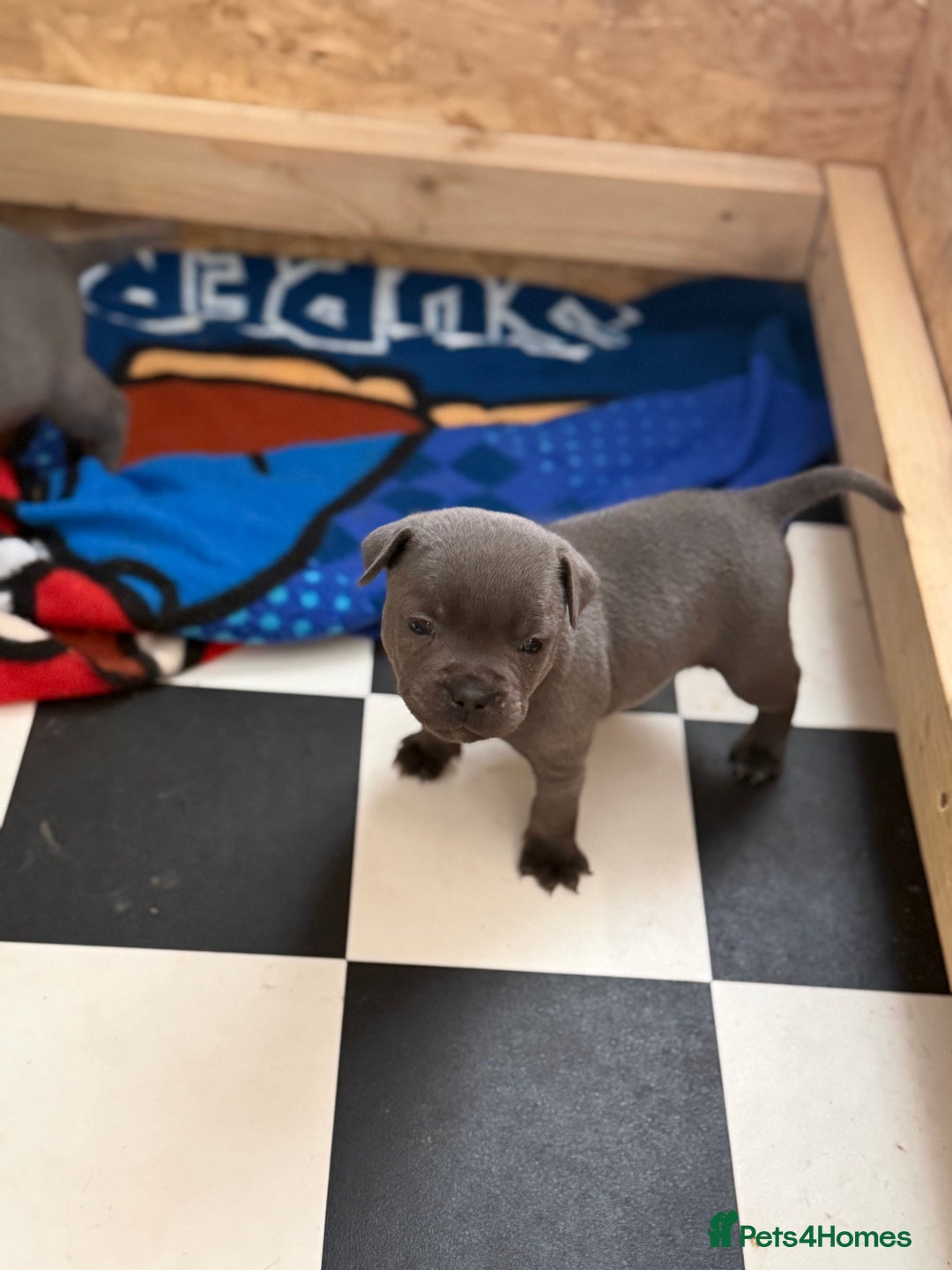 Staffordshire Bull Terrier dogs for sale: Beautiful stuffy pups  - Advert 5
