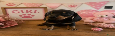 Puppy 2