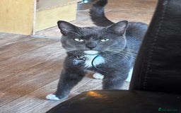 Mixed Breed cats for sale: Flora and cosmo - Image 3