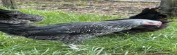 Chickens poultry for sale: Point of lay hens  silver sussex - Advert 18