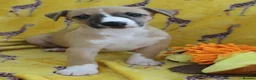 Whippet dogs for sale: Quality KC whippet pups from heart tested psrents in Stoke-on-Trent - Advert 10