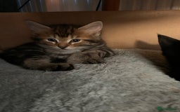 Mixed Breed cats for sale: Kittens for Sale - Image 3