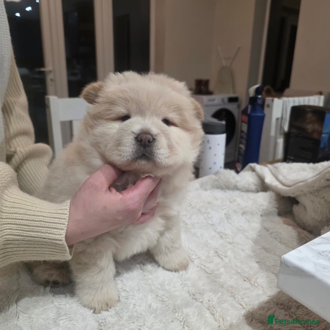 Chow Chow dogs for sale: 7 beautiful chow chow  - Advert 28