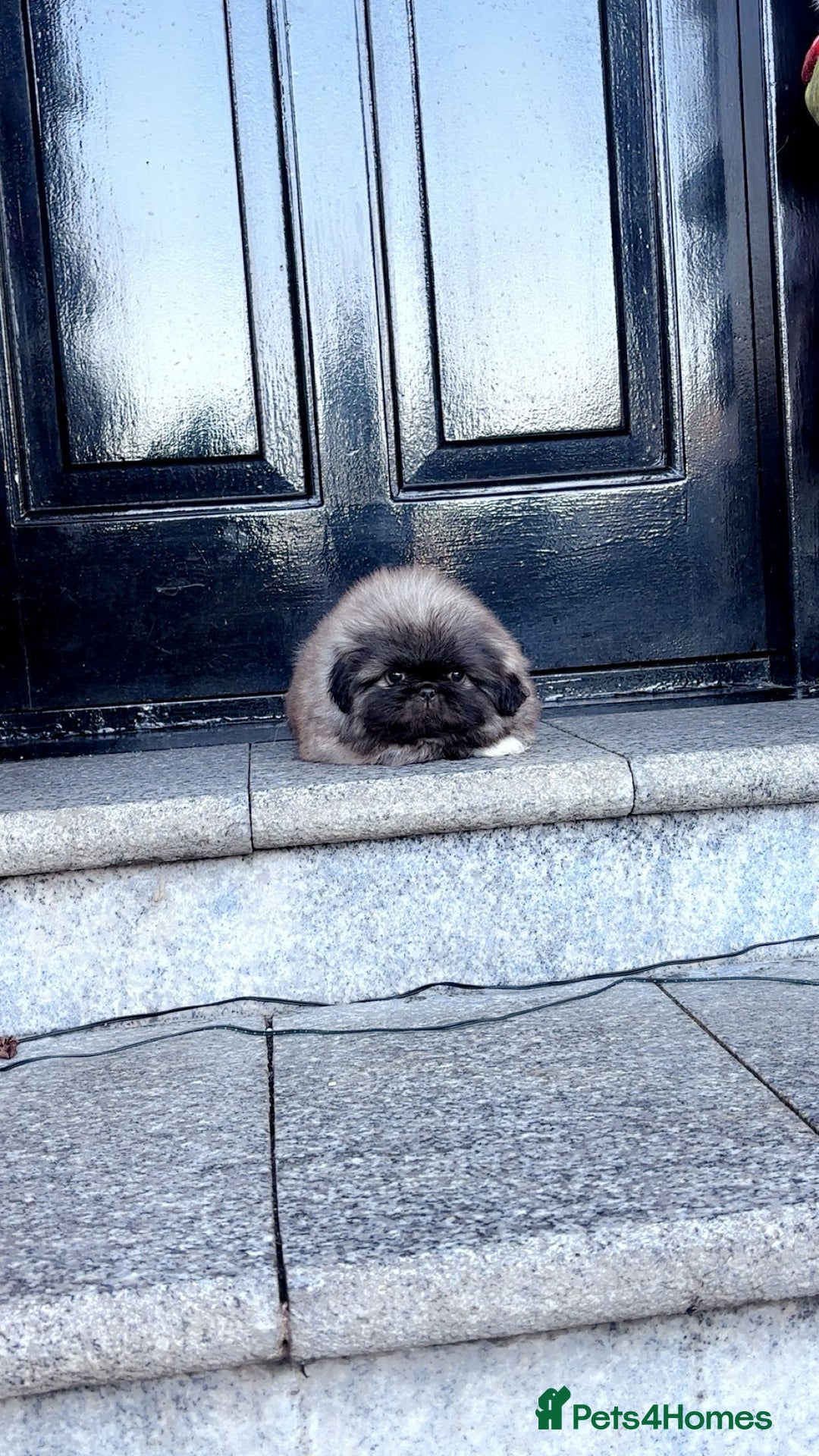 Pekingese dogs for sale: High quality Pekingese puppies  - Advert 11