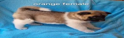 Akita dogs for sale: Akita pups in Middlesbrough - Advert 5