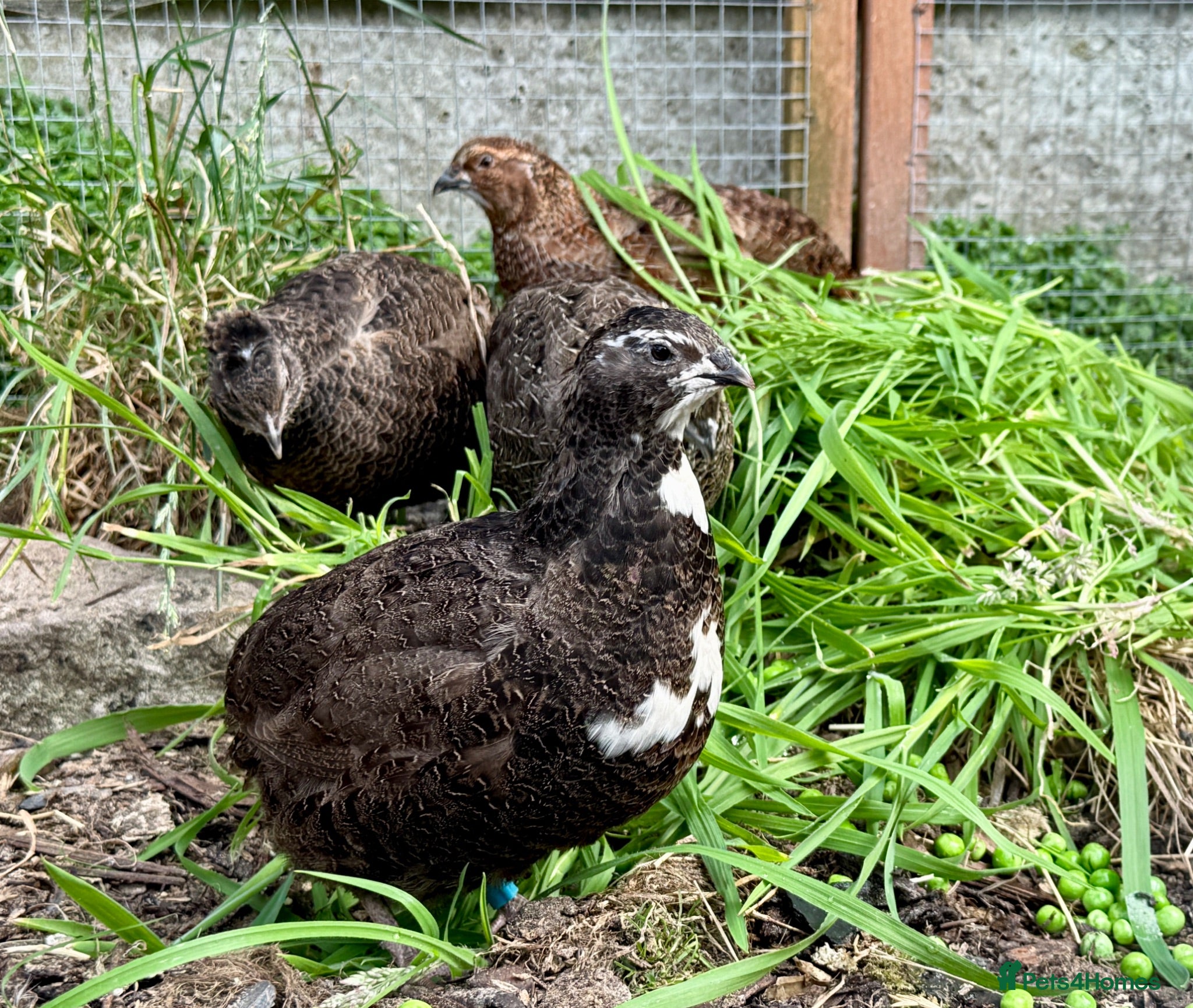 Quail poultry Coturnix Quail 1M /3F - Advert 6
