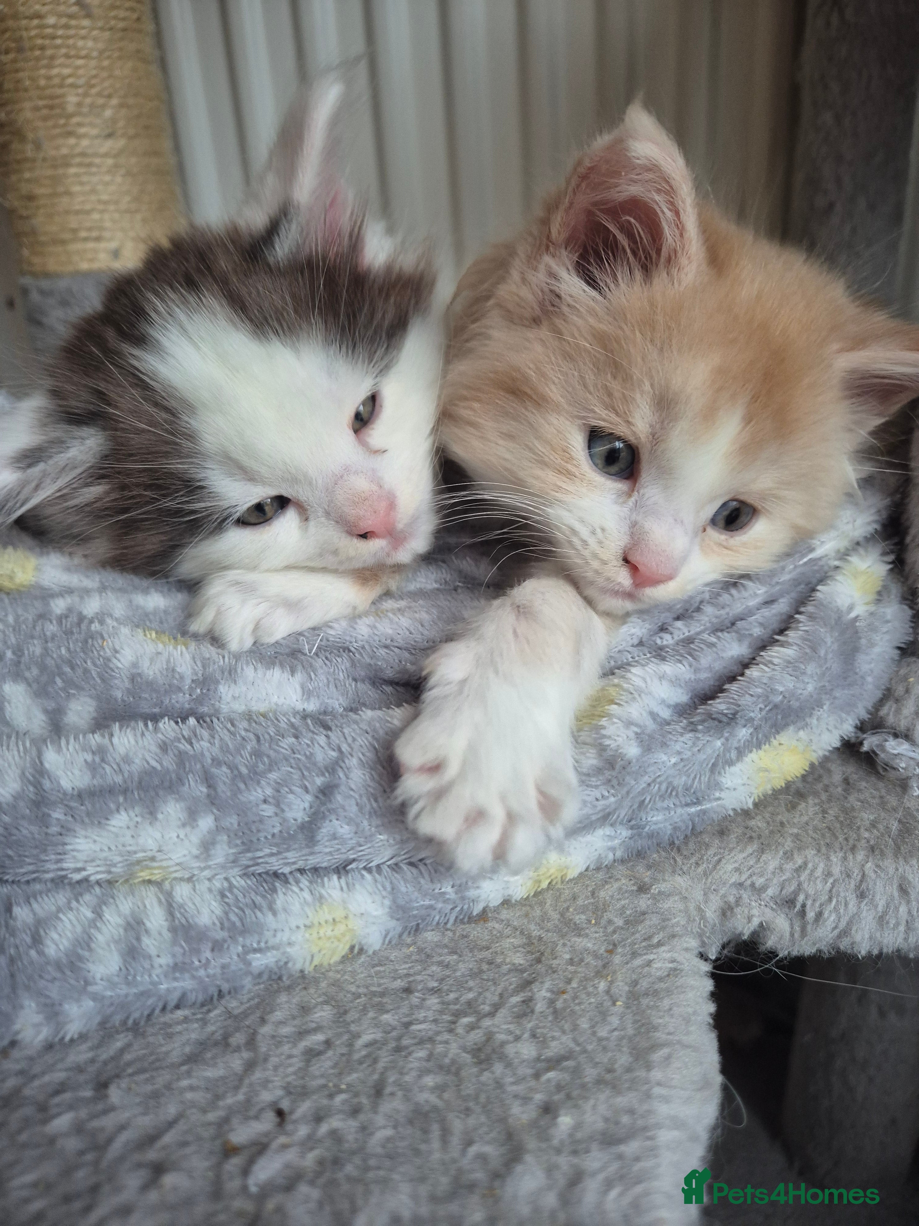 Maine Coon cats Maine coon kittens  - Advert 1