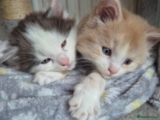 Maine Coon cats Maine coon kittens - Advert 1