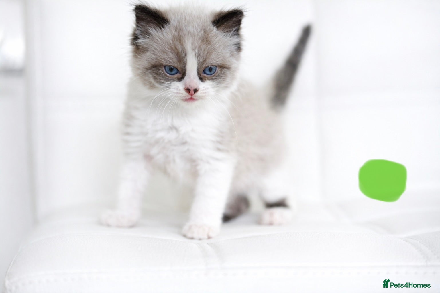 Ragdoll cats Beautiful ragdoll kittens  - Advert 1