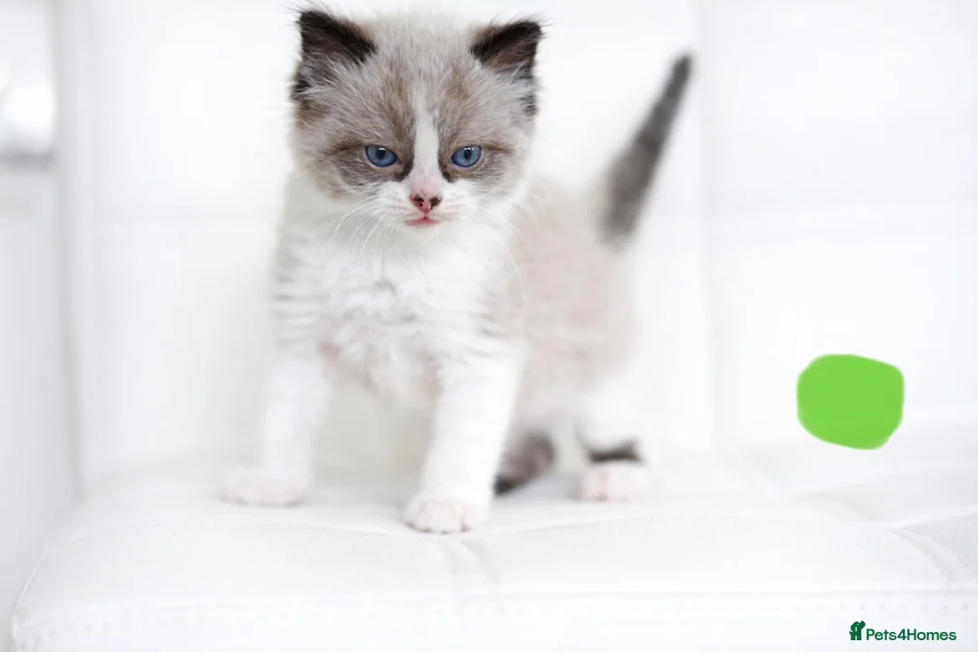 Ragdoll cats for sale: Beautiful ragdoll kittens  - Advert 1