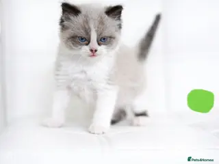 Ragdoll cats Beautiful ragdoll kittens - Advert 3