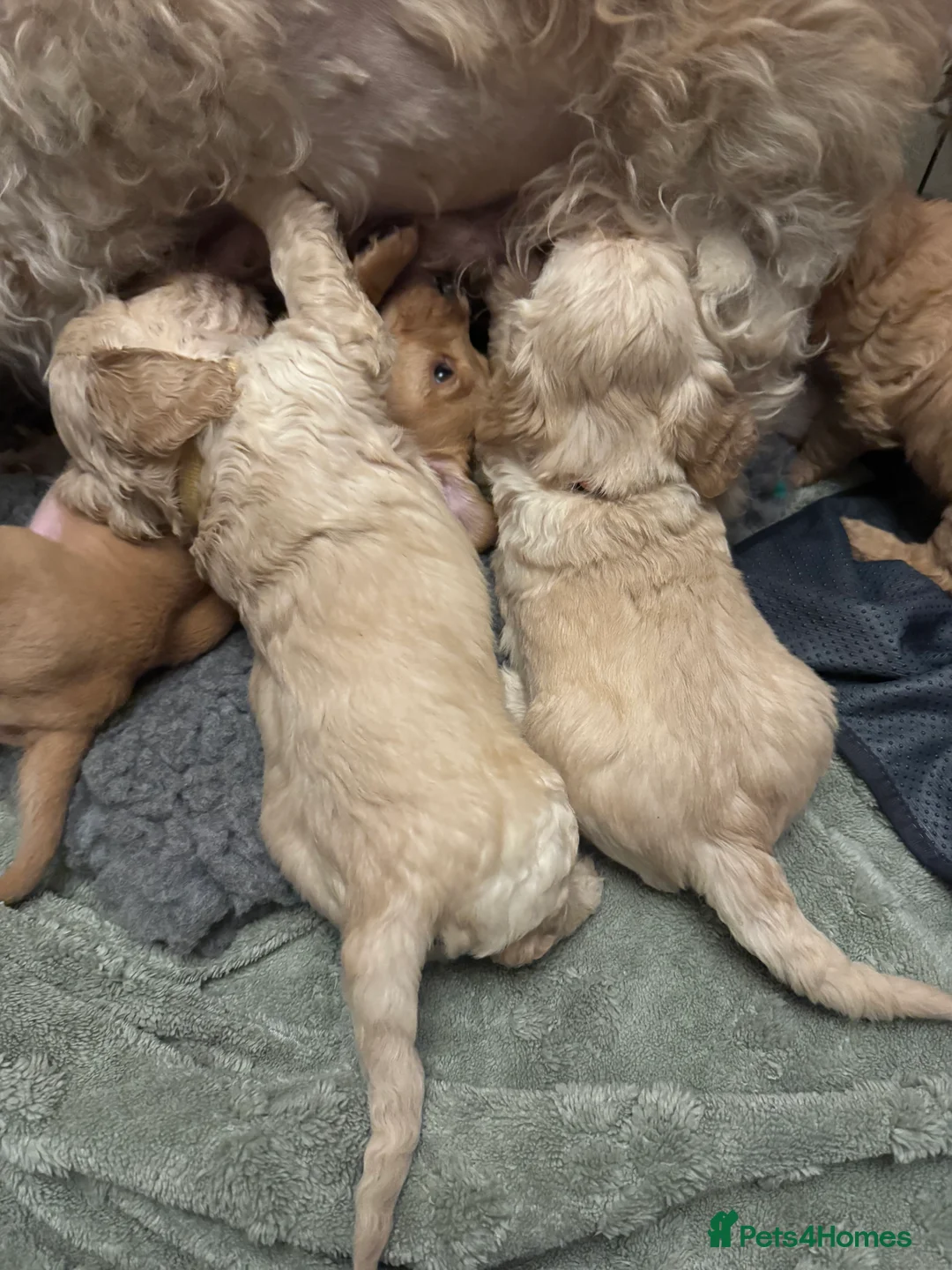 Cockapoo dogs for sale: Wonderful Litter of Cockerpoos, in Belper - Advert 11