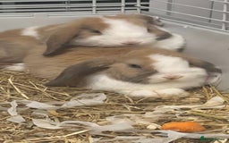 Mini Lop rabbits for sale: mini lop bunnies 9weeks old  - Image 1