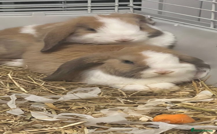 Mini Lop rabbits - Advert 1