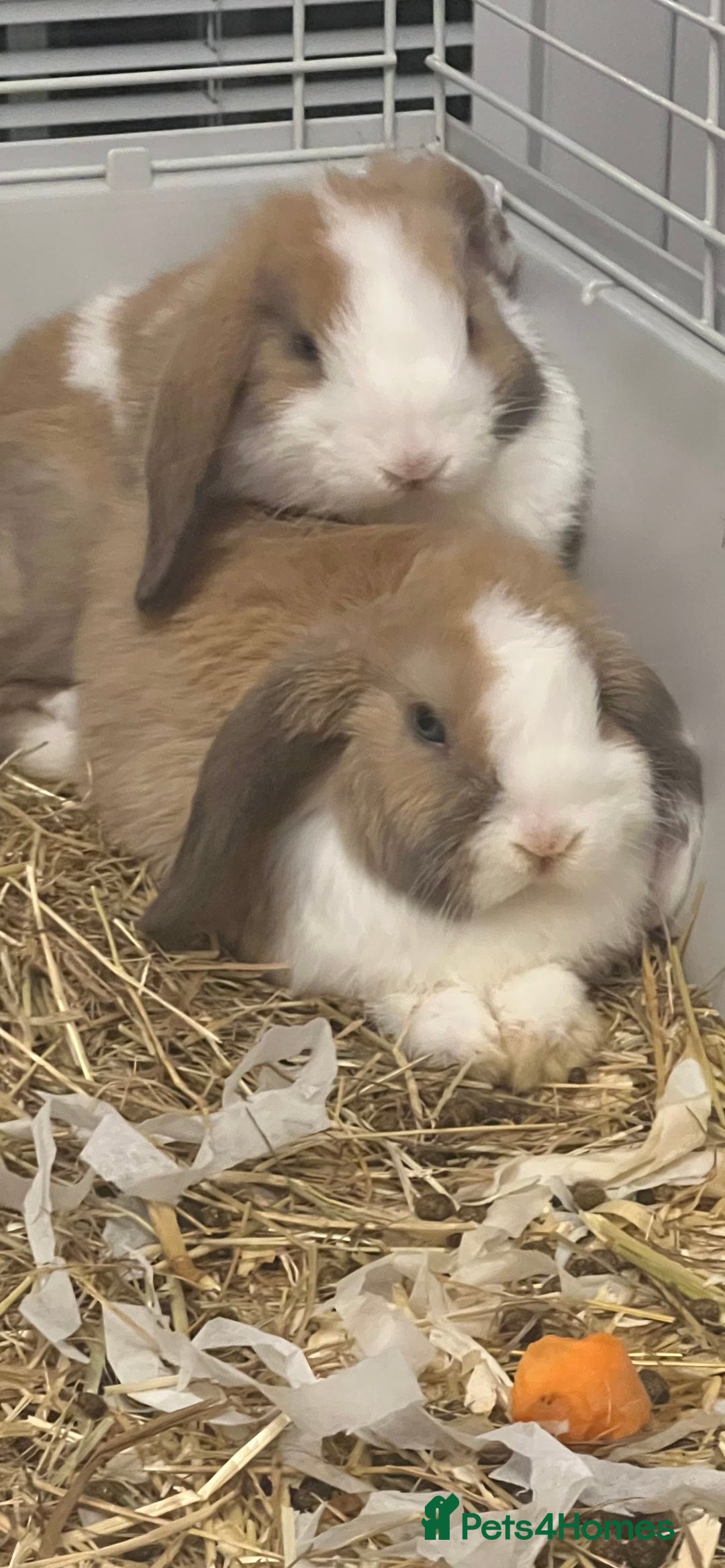 Mini Lop rabbits for sale: mini lop bunnies 9weeks old  - Image 1