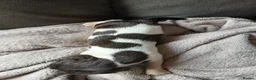 English Springer Spaniel dogs for sale: Springer spaniel - Advert 27