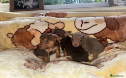Jack Russell dogs for sale: Much Wenlock stunning miniature puppy  - Advert 19
