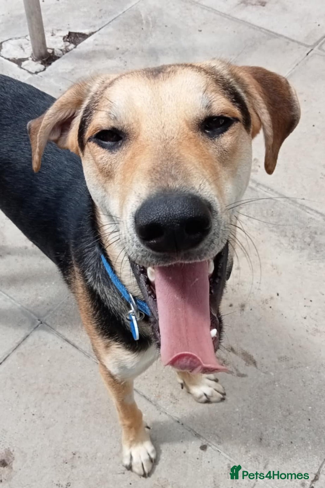 Mixed Breed dogs for adoption: Caleb - 9 Months Old, Boy, Hound mixed breed pup - Image 3