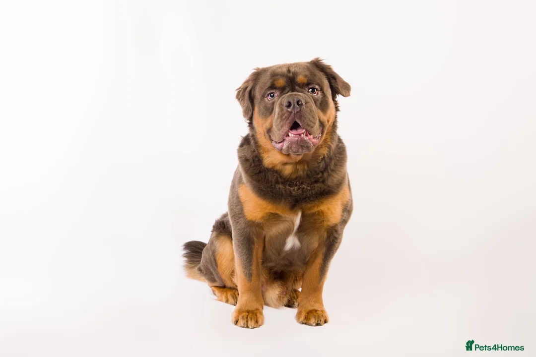 Olde English Bulldogge dogs for stud: Blue and Tan visual fluffy  in Huddersfield - Advert 2