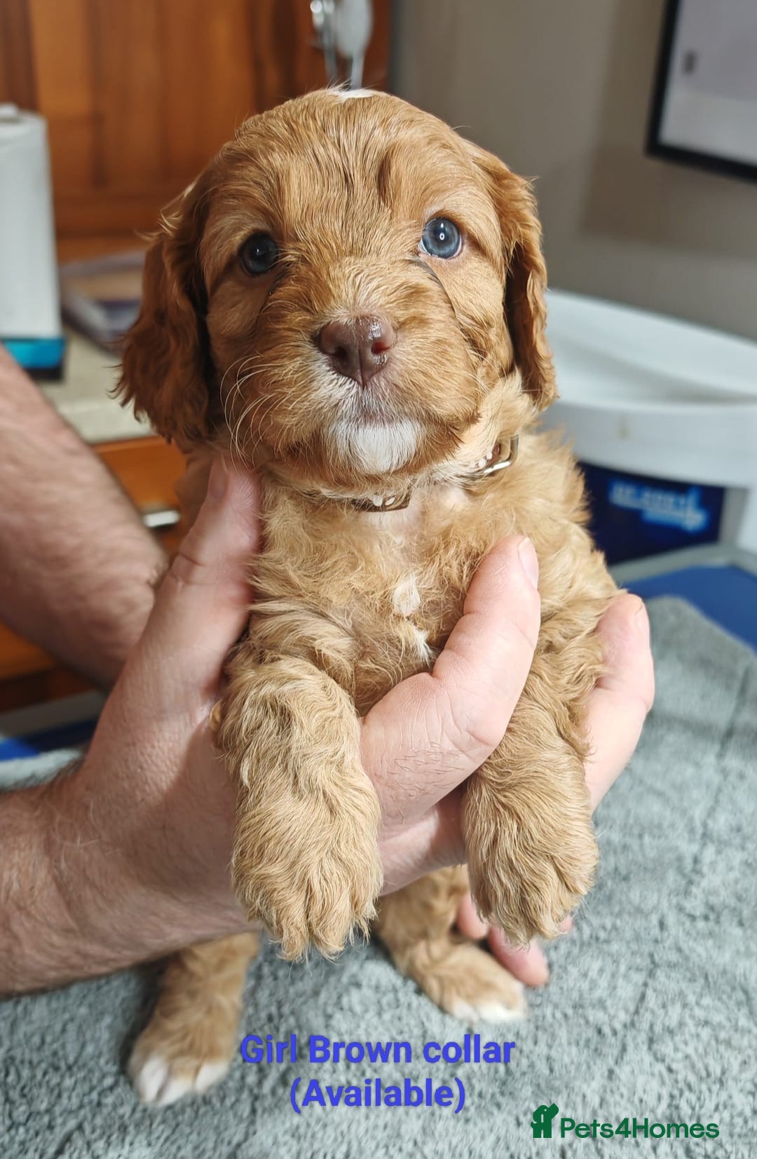 Cavapoo dogs for sale: Cute bundles of sweetness  - Image 17