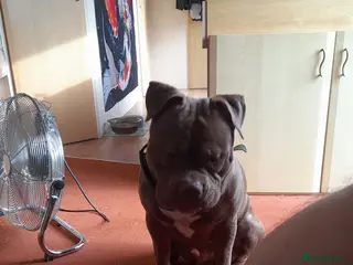 American Bully dogs 10mnth old Standard x pocket bully for rehoming. in Cambridge - Advert 17