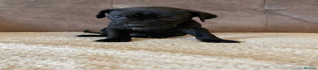 Cane Corso Puppy 6