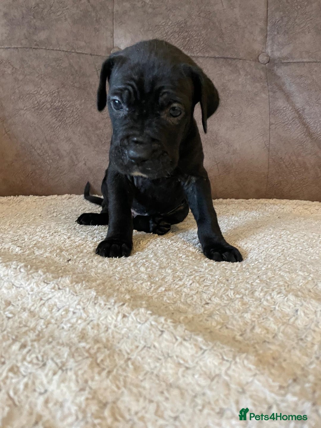Cane Corso dogs for sale: Gorgeous cane corso - Image 3