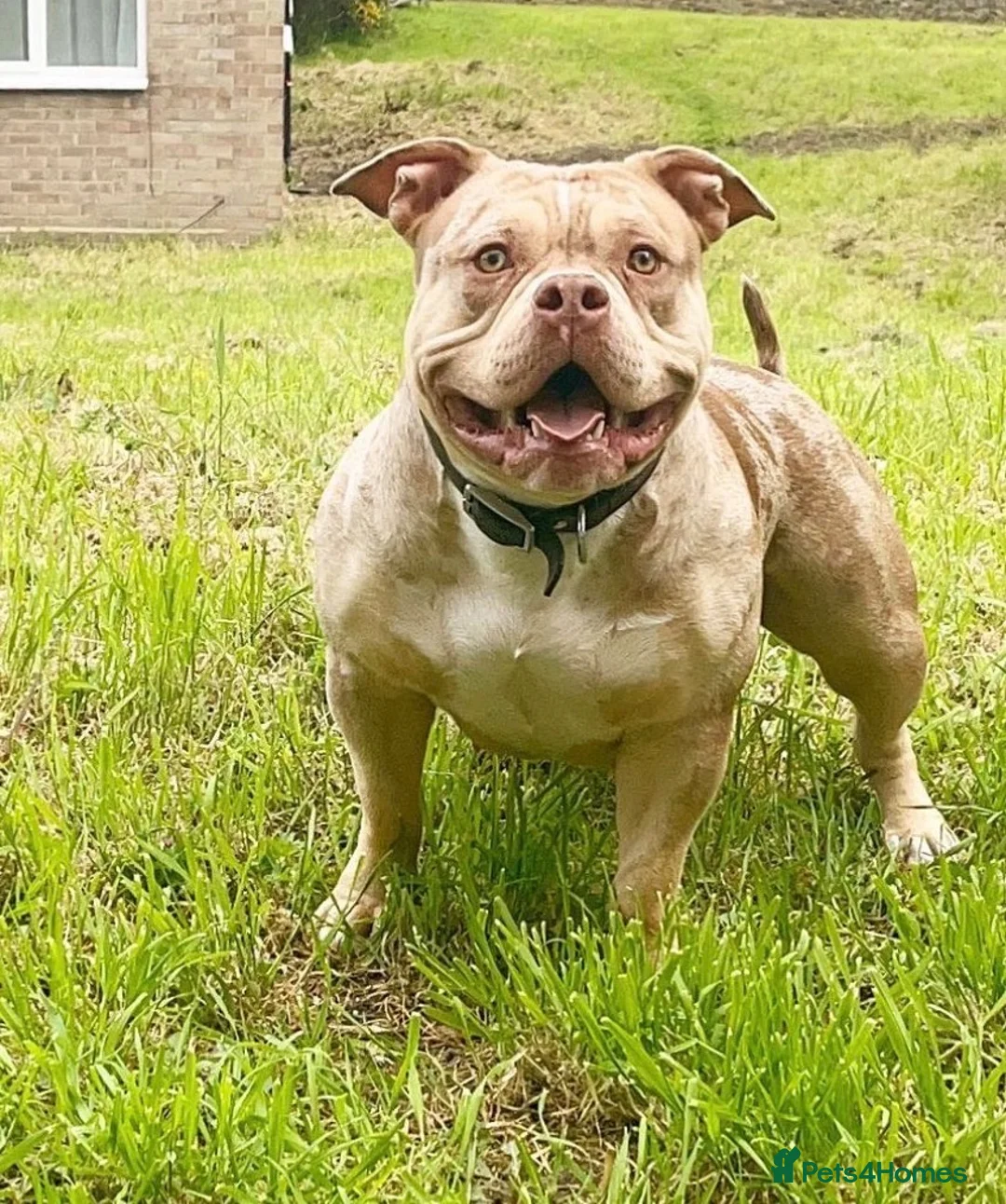 American Bully dogs for sale: Male puppy for sale - Advert 2