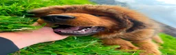 Tibetan Mastiff dogs for sale: World-Class Lion Head Tibetan Mastiff Puppies in Lanark - Advert 5
