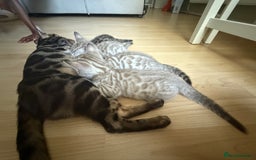 Bengal cats for sale: F5 TICA REGISTERED SNOW AND BROWN BENGALS - Image 10