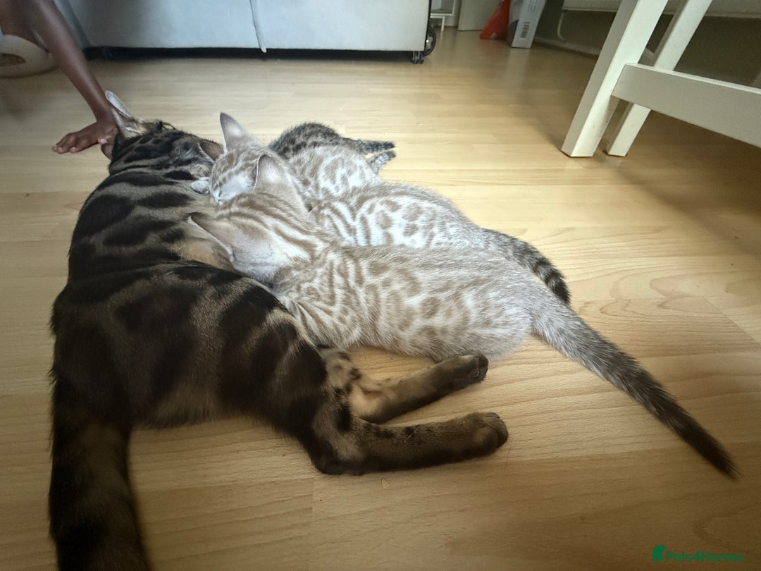 Bengal cats for sale: F5 TICA REGISTERED SNOW AND BROWN BENGALS - Image 10