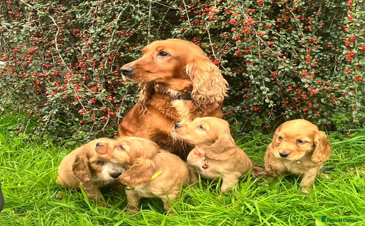 Cocker Spaniel dogs - Advert 8