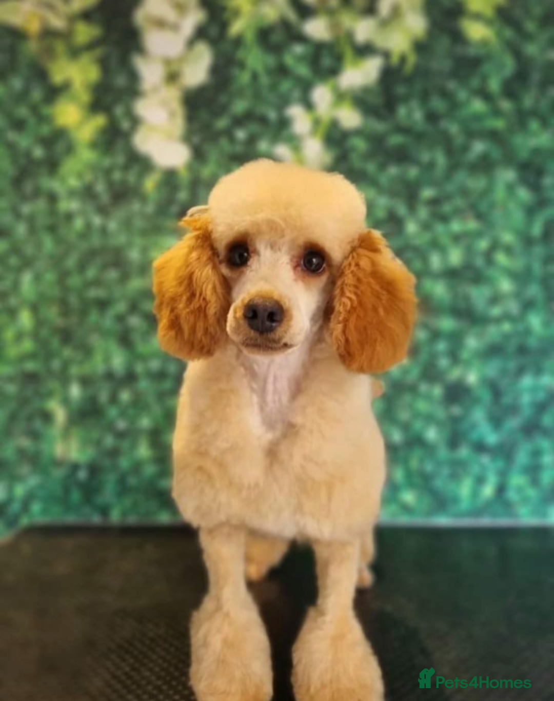 Cockapoo dogs for sale: Champion Line 🏆 F1 Miniature Cockapoo Puppies  - Image 6