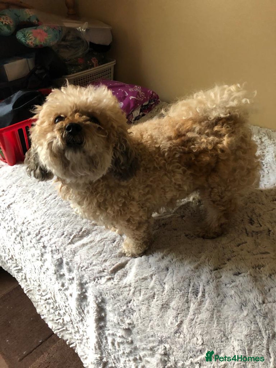 Shihpoo dogs for sale: Elderly Dog for Rehoming - Image 6