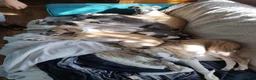 Whippet dogs for sale: Show quality KC reg pups - Advert 34