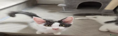 Maine Coon 1