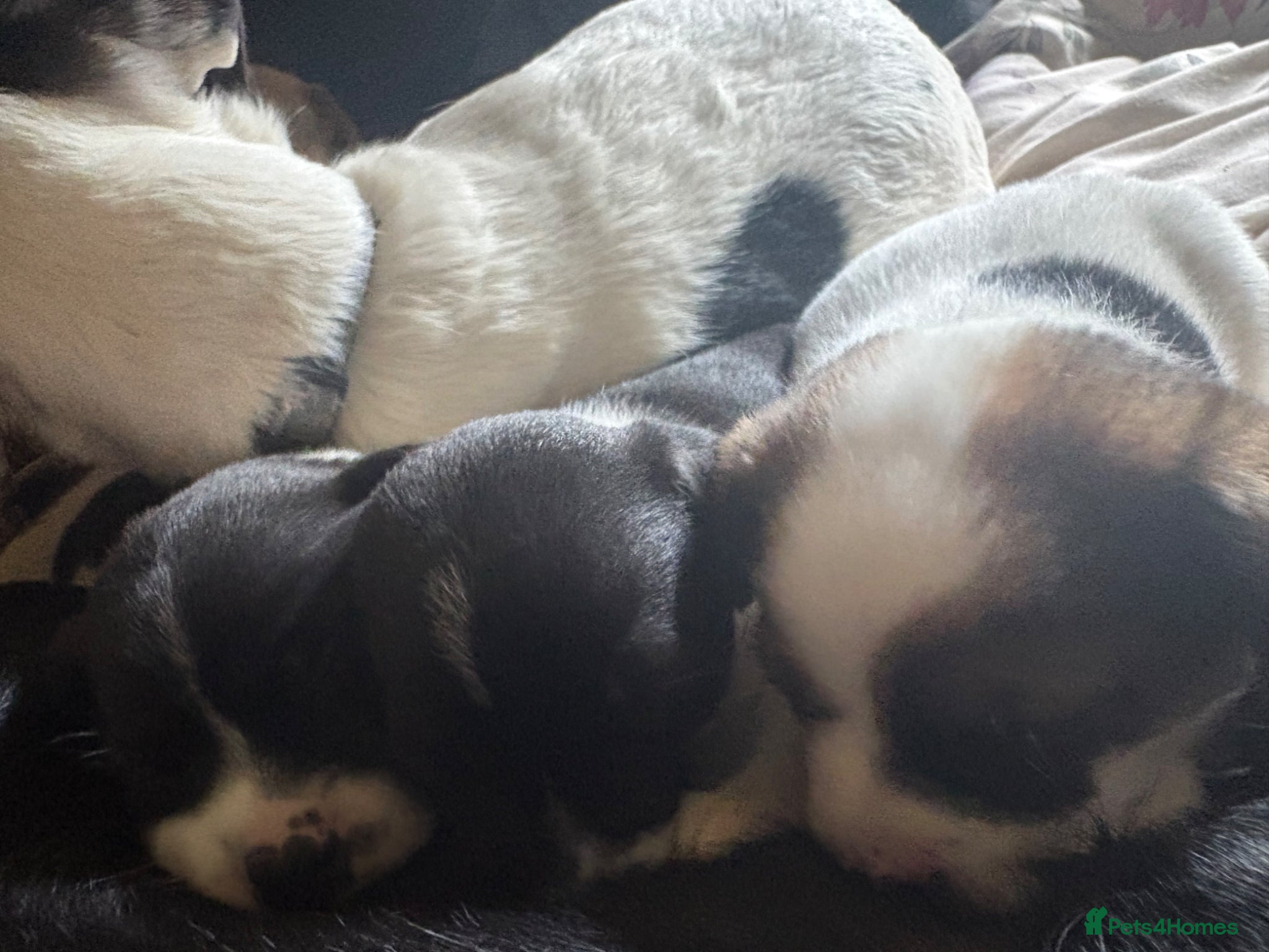 Jack Russell Puppy 4